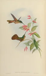Phaiolaema concolor = Heliodoxa rubinoides lige
